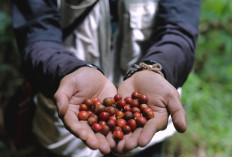 Lewat Program Desa BRILiaN, Desa Pajambon di Kuningan Jadi Contoh Transformasi Ekonomi Desa Berbasis Lokal