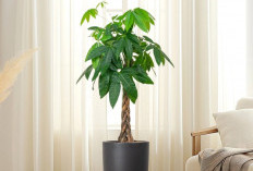 Dekorasi Pembawa Hoki! Ini 5 Tanaman Hias Indoor yang Dipercaya Bawa Keberuntungan & Energi Positif di Rumah