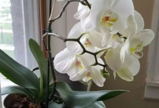 5 Tanaman Hias Berbunga Mudah Dirawat, Tahan Panas, Tetap Rajin Mekar Meski Minim Air dan Perhatian