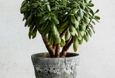 Auto Laris Manis & Bawa Hoki! Ini 5 Tanaman Hias Pembawa Rezeki untuk Tempat Usaha & Cara Meletakannya