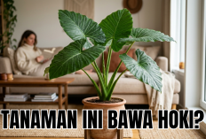 Rumah Dijamin Makin Cantik Setelah Merawat 5 Tanaman Hias Pembawa Hoki Ini, Nomor Satu Tanaman Sejuta Umat