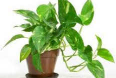 Belum Banyak yang Tahu! Ini 5 Tanaman Hias yang Bisa Mengusir Energi Negatif di Kamar Mandi Menurut Feng Shui 