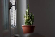 Rumah Bebas Bau dan Polusi! Ini 5 Tanaman Hias Penyaring Udara yang Dipercaya Bawa Keberuntungan