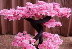 5 Tanaman Hias Ini Bukan Cuma Cantik, Tapi Dipercaya Hadirkan Rezeki, Harmoni dan Keberuntungan Imlek 2026