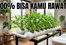 Daftar Tanaman Hidroponik Dalam Ruangan Mudah Dirawat, 100 Persen Bisa Kamu Coba Sekarang!