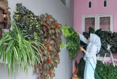 10 Rekomendasi Tanaman Hias Gantung untuk Dipajang di Teras Rumah Sebagai Dekorasi Outdoor yang Tahan Panas