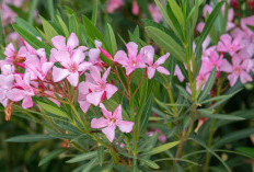 Mager Buat Nyiram Tanaman? Ini 5 Tanaman Indoor Minim Perawatan yang Tetap Tumbuh Subur Meski Jarang Disiram