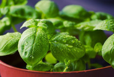 Bawa Keberuntungan Bagi Pemilik, Berikut 6 Tanaman Hias Depan Rumah yang Bisa Serap Energi Negatif 