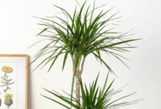 5 Tanaman Hidroponik Indoor yang Bisa Sulap Udara Rumah jadi Bersih Secara Alami, Wajib Punya Satu!