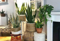 5 Tanaman Indoor Pembersih Udara yang Dipercaya Bawa Hoki dan Rezeki di Dalam Rumah, Apa Saja?