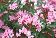 Buka Energi Positif dan Rezeki, Ini 5 Tanaman Hias Pembawa Keberuntungan Depan Rumah yang Bermanfaat