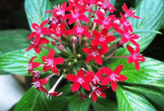 Ingin Rezeki Mengalir Deras? Coba Simpan 5 Tanaman Hias Outdoor Pembawa Hoki Ini di Depan Rumah