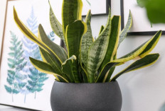 Membawa Rezeki Berlimpah, Ini 6 Tanaman Hias Pembawa Keberuntungan yang Bisa Menyerap Polusi Juga