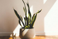 5 Tanaman Hias Outdoor Penangkal Energi Negatif Plus Tips Penempatan Biar Rumah Lebih Harmonis dan Segar