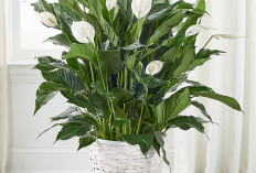 Ideal di Kamar Tidur, Ini 6 Tanaman Hias Penghasil Oksigen di Malam Hari, Bikin Udara Segar Sepanjang Hari