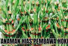 5 Tanaman Hias Dalam Rumah Pembawa Hoki di Tahun 2026, Tanam Sekarang Juga!