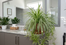 Rumah Terasa Pengap & Penuh Debu? Coba Taruh 5 Tanaman Hias Ini, Udara Lebih Segar dan Interior Makin Cantik