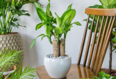 Rumah Bebas Polusi dan Lebih Nyaman, Segarkan Udara dengan 6 Tanaman Indoor Pembersih Efektif