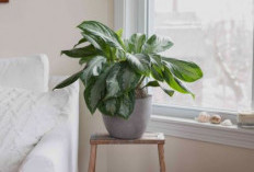 Bersihkan Udara dari Penyakit! Ini 6 Tanaman Hias Pembersih Udara yang Cocok Untuk Dekorasi Ruang Tamu