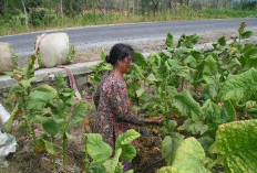 Ini Dia Lima Kecamatan di Majalengka Miliki Produksi Tembakau