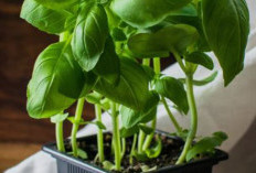 Pengusir Aura Negatif, Berikut 8 Tanaman Hias Penjaga Rumah dari Energi Negatif, Wajib Punya Minimal 1