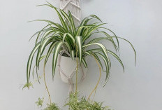 Rugi Kalau Gak Punya! 5 Tanaman Hias Indoor Penghasil Oksigen Terbanyak, Solusi Alami Rumah Segar & Sehat