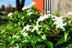 Halaman Cantik & Aura Positif Terjaga, Berikut 6 Tanaman Hias Outdoor Pembawa Keberuntungan dan Kelimpahan