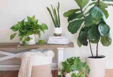 Ubah Energi Negatif Menjadi Positif, Berikut 6 Tanaman Hias Pembawa Rezeki yang Jarang Diketahui Banyak Orang