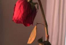 Bawa Energi Negatif Masuk ke Rumah, Berikut 6 Tanaman Hias Pembawa Sial Menurut Feng Shui, No 2 Berduri Tajam