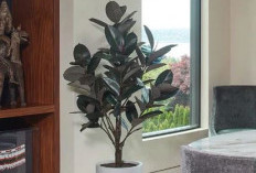 Ideal Untuk Ruang Tamu, 7 Tanaman Hias Indoor Pembersih Udara Ini Wajib Dipertimbangkan, Untuk Usir Polutan