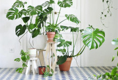 Air Purifier Alami! Ini 10 Tanaman Hias yang Bisa Menyedot Racun di Rumahmu