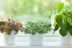 2 Tanaman Lili yang Perlu ada di Rumah, Berikut 8 Tanaman Hias Pembersih & Penyaring Udara yang Layak Dirawat