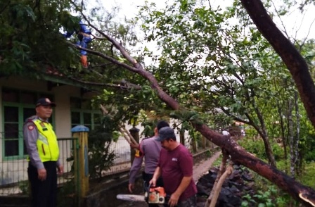 Hujan Angin, Pohon Timpa Rumah dan Pabrik