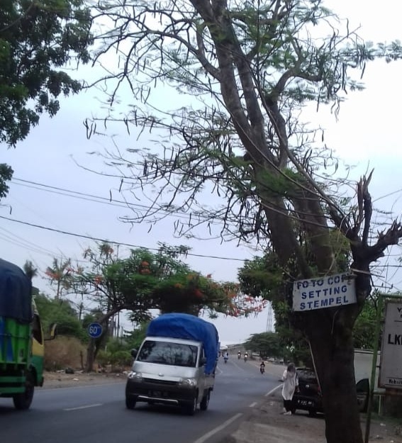 Warga Minta Ranting Pohon Ditebang