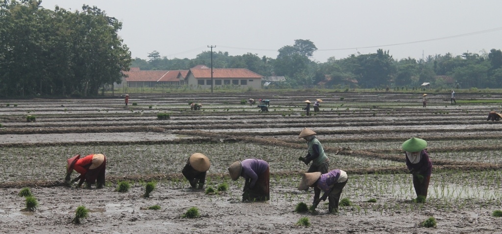 Musim Tanam di Majalengka dan Indramayu Serentak, Petani Khawatir Rebutan Air