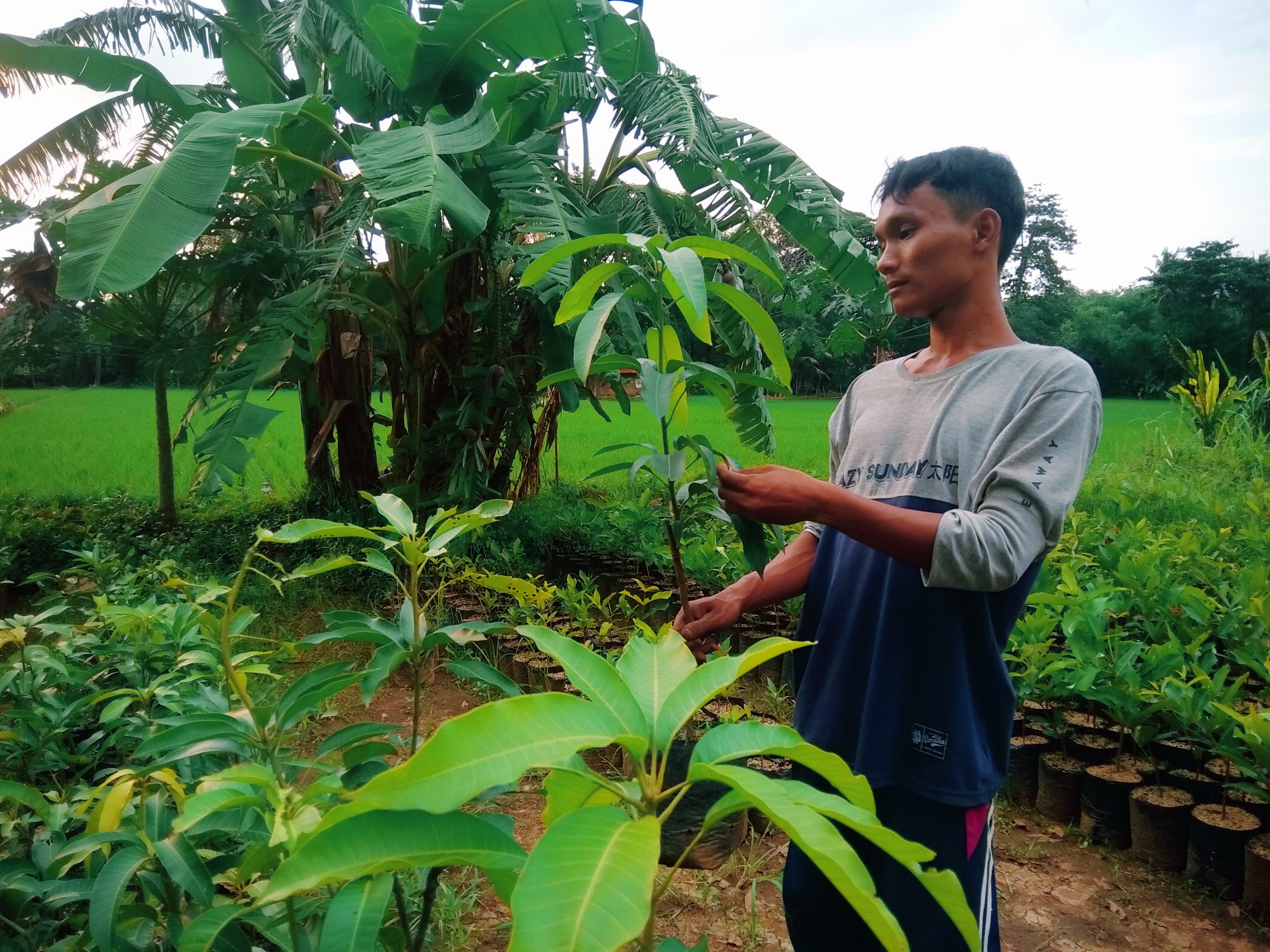 Bibit Mangga Naik Dua Kali Lipat