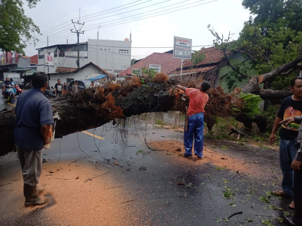 Jalur Sumberjaya Rawan Pohon Tumbang