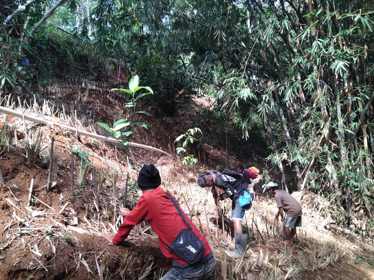 Tanam Rumput Vetiver, Cegah Longsor dengan Metode Alami