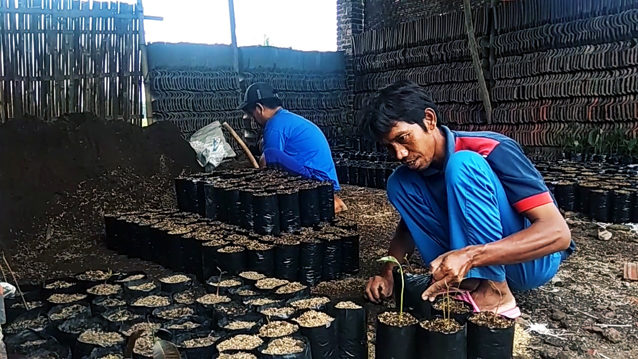 Musim Hujan, Permintaan Bibit Pohon Buah Meningkat