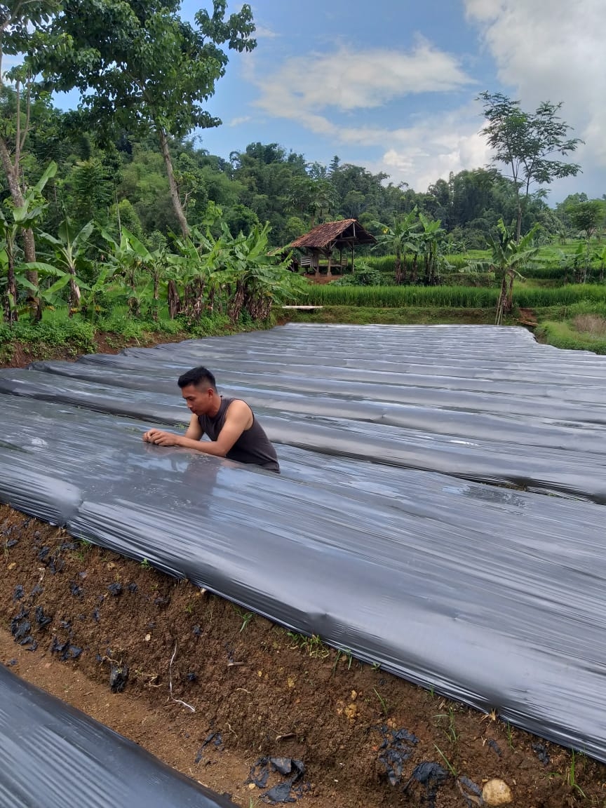 Kelompok Tani Soka Gunakan Media Mulsa