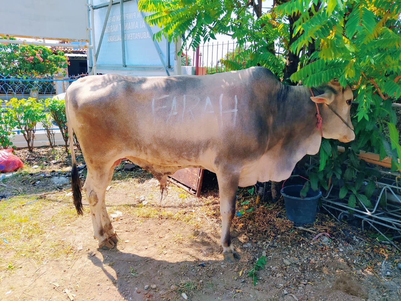 Neng Farah Sumbang 5 Ekor Sapi