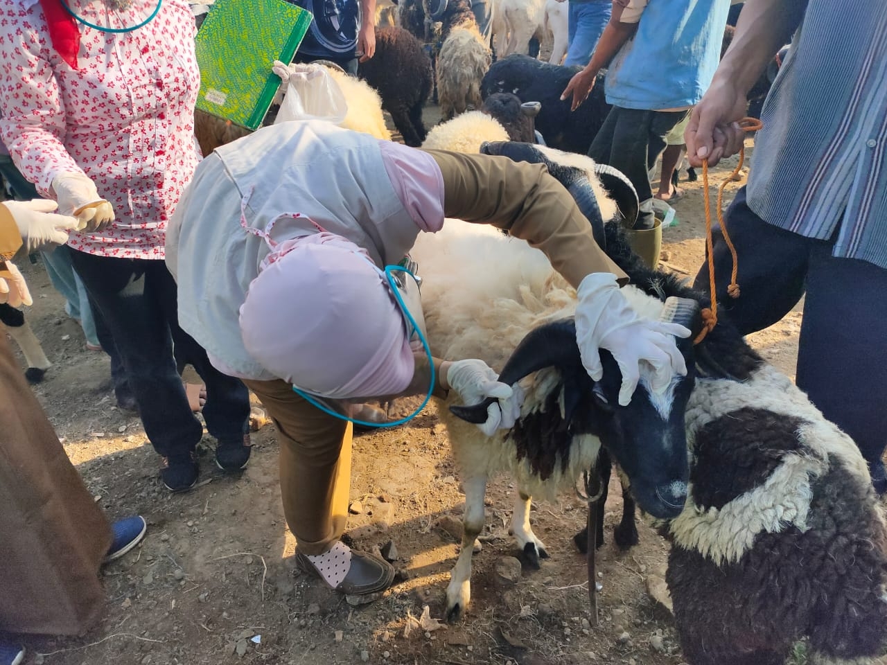 20 Kambing Tidak Layak Kurban