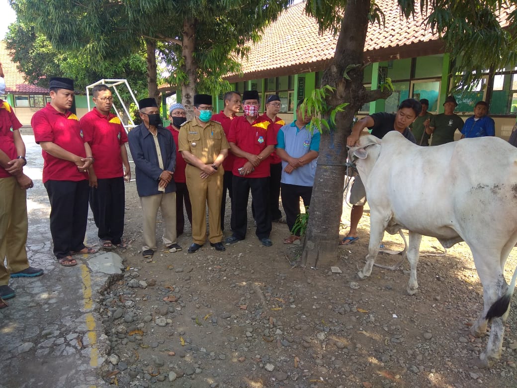 Keluarga MTsN 13 Kurban Sapi dan Kambing