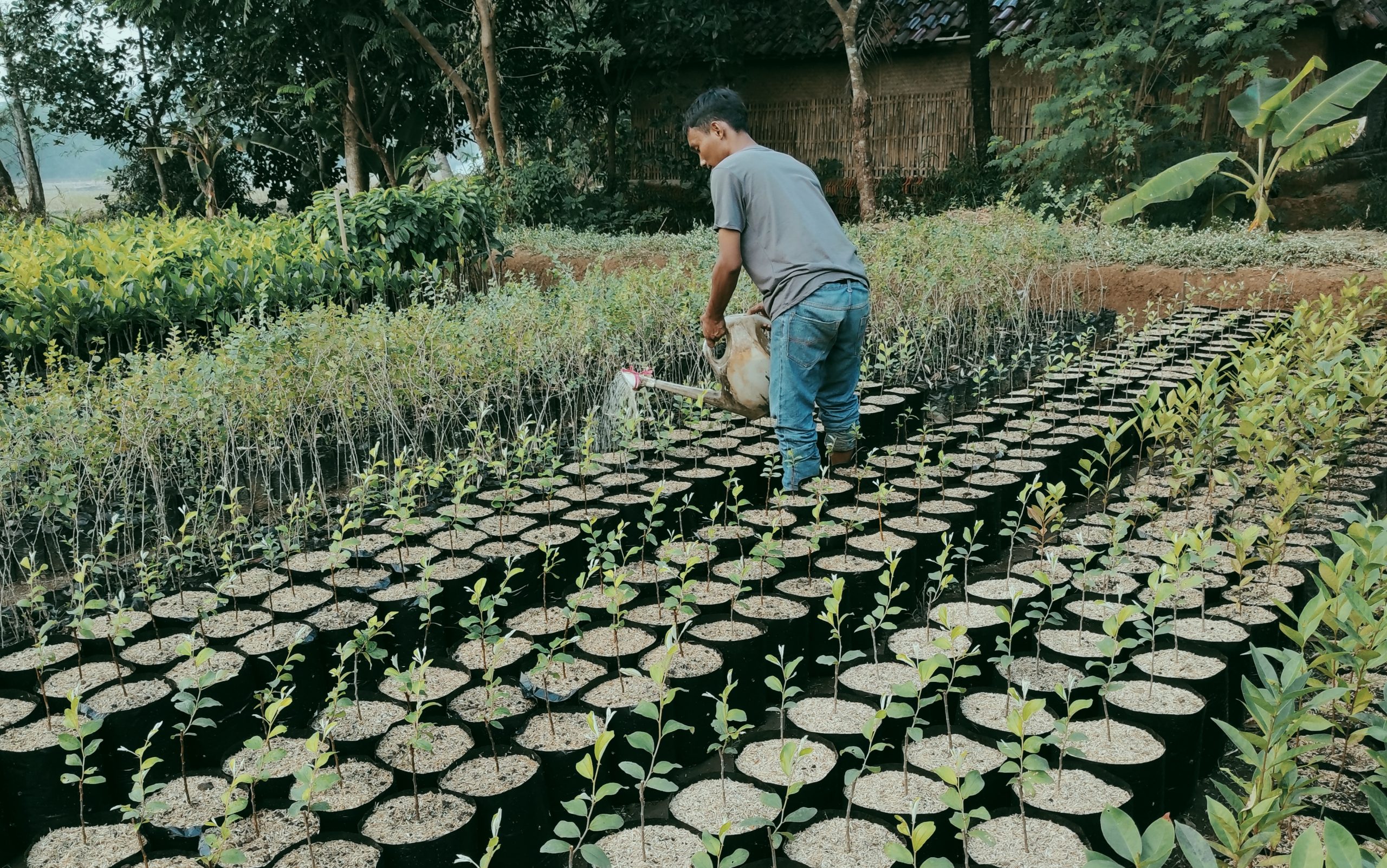 Musim Kemarau, Petani Mulai Tanam Palawija