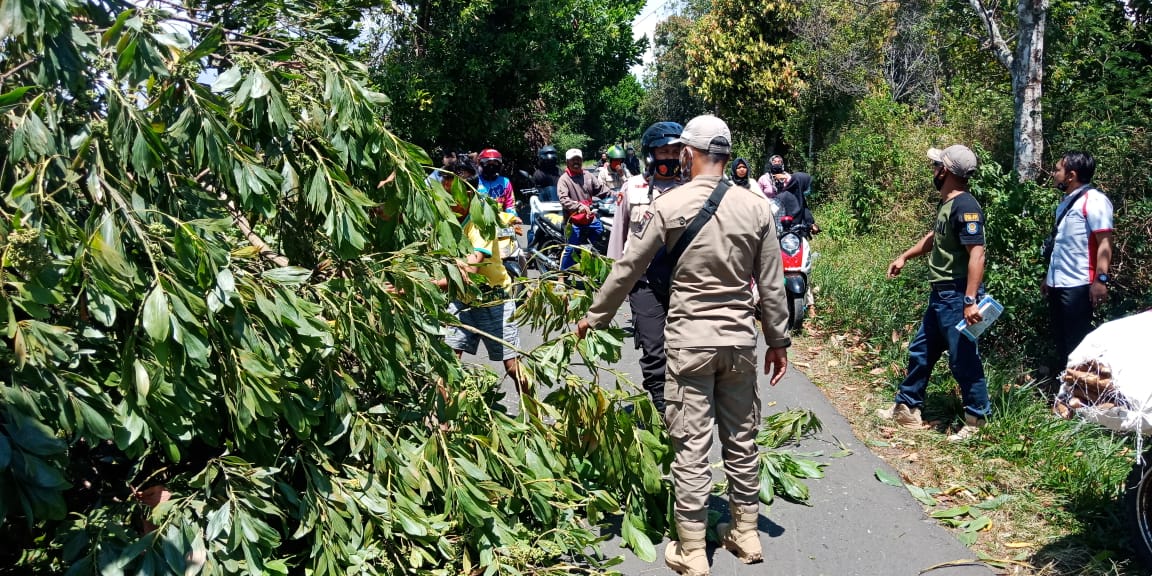 Angin Kencang Tumbangkan Pohon