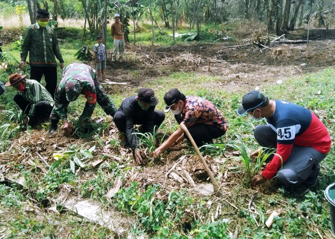 Kodim 0617 Kembangkan Budidaya Sereh Wangi