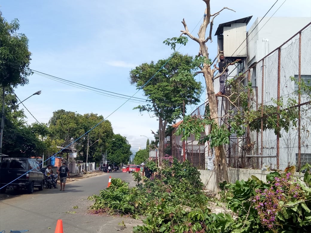 Pelebaran Jalan Korbankan Pohon