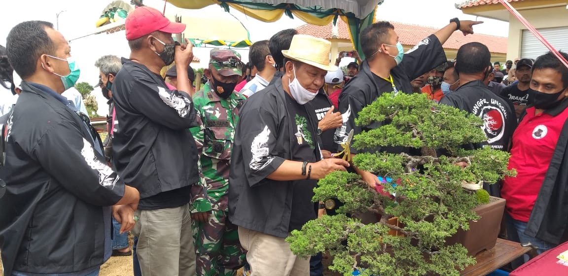 Pameran Bonsai Dongkrak Perekonomian