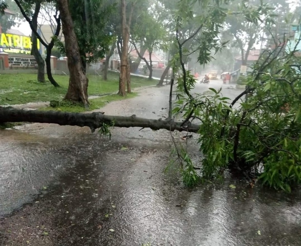 Hujan Deras, Pohon di Jalan Alternatif Tumbang