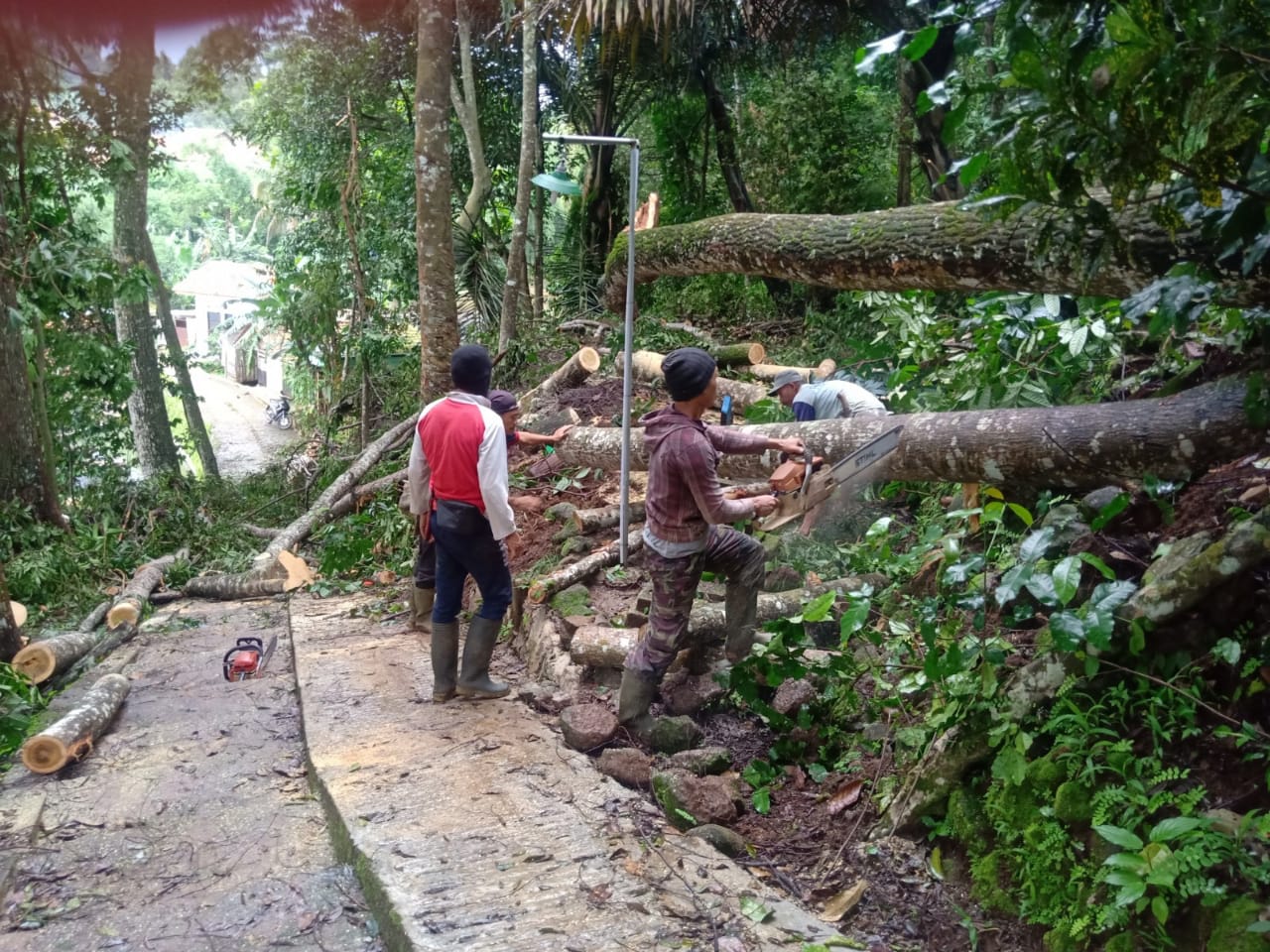 Pohon Tumbang di Pemakaman